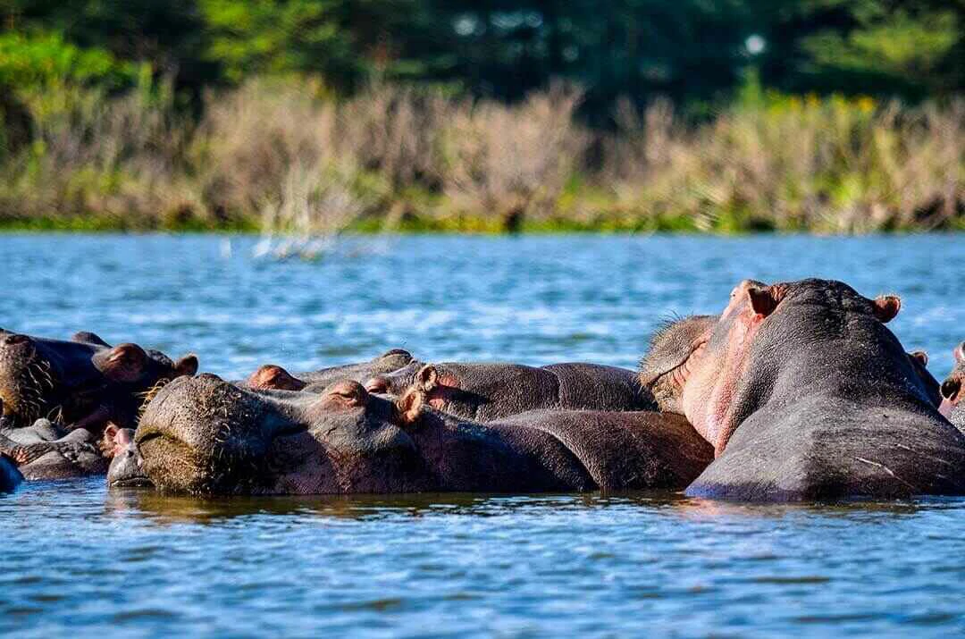 school of hippos